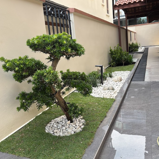 Bonsai with white pebble garden bed