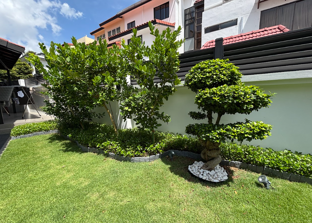 Residential garden with topiary and lawn
