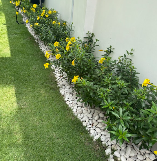 Yellow flowering border with white pebble edging